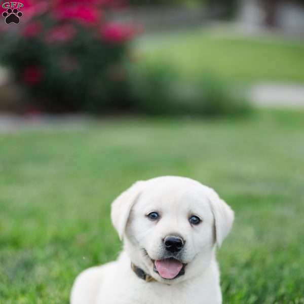 Sandy, Yellow Labrador Retriever Puppy